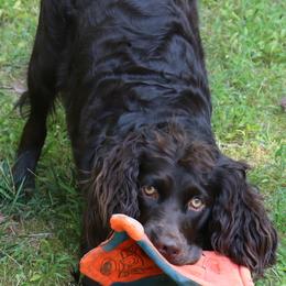 Boykin Spaniels from Skipjack Boykins