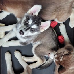 Siberian Huskies from Home Grown