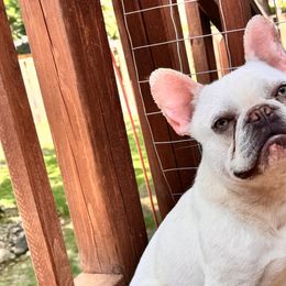 French Bulldogs from Phillips Frenchies