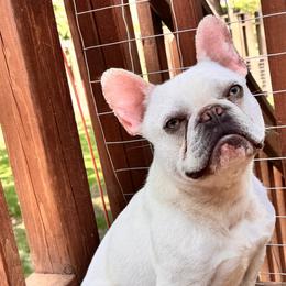 French Bulldogs from Phillips Frenchies