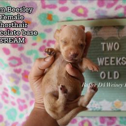 Girl 2 - female Dachshund puppy in Ridgeville, Indiana from Rafter D4 Ranch - Mini Dachshunds