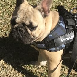 "Samson" French Bulldog Puppies from Texas Express French Bulldogs