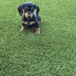 Girl 1 - Black and tan female Dachshund puppy in Buckeye, Arizona from Sweetwater Dachshunds