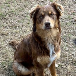 Khaos - Australian Shepherd