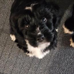 Jagger - Black and white male Tibetan Terrier puppy in Dorena, Oregon from Angel Tibetans Of Oregon