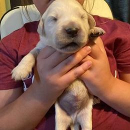 Golden Retriever Puppies from Golden Dust Retrievers