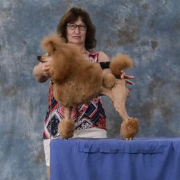 Eve - Poodle