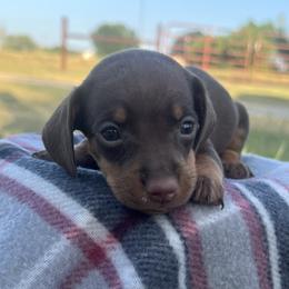 Belle - Chocolate and tan female Dachshund puppy in Durant, Oklahoma from Rockin’ S Kennel