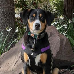 Entlebucher Mountain Dogs from Middle Fork Entlebuchers