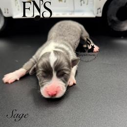 Bluie Sage Full Fluffy With A Tail - Blue female Pembroke Welsh Corgi puppy in Casper, Wyoming from Flying Note Shorties