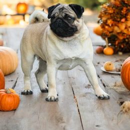 Nahme - Pug