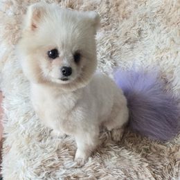 Envy - Pomeranian