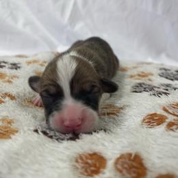 Boy 3 - Red male Pembroke Welsh Corgi puppy in Barstow, California from Caldwell’s Corgis of Southern California