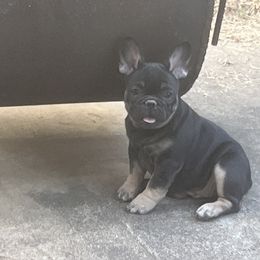 Boy 2 - French Bulldog puppy from Dixon's Kennel