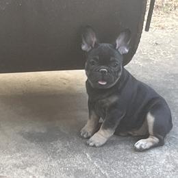 Boy 2 - French Bulldog puppy from Dixon's Kennel