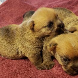Norwich Terrier Puppies from Alegria Norwich Terriers