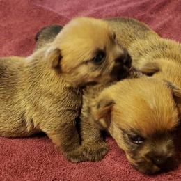 Norwich Terrier Puppies from Alegria Norwich Terriers