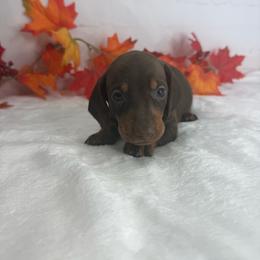 Clara - Chocolate and tan female Dachshund puppy in Norwood, Missouri from A&J Weenies