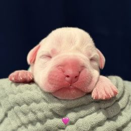 Zero - White female Boxer puppy in La Vernia, Texas from Chilham Boxers