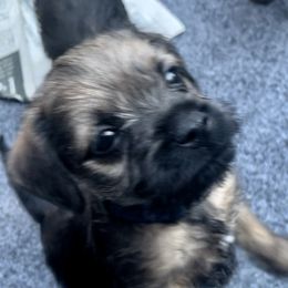 Border Terrier Puppies from Silli's Border Terriers