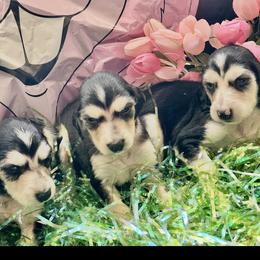 Domino female 2 - Blue and cream female Afghan Hound puppy in Carlisle, Pennsylvania from Winterberry Afghan Hounds
