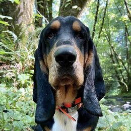 Basset Hounds from Dilley's Country Bassets