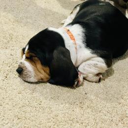 Basset Hound Puppies from Low and Slow Basset Hounds