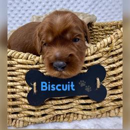 Biscuit - Red male Australian Labradoodle puppy in Sacramento, California from Delta Breeze Labradoodles