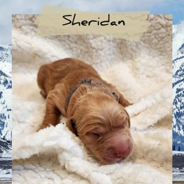 Sheridan - Dark golden male Golden Retriever puppy in Shelton, Washington from Kennedy Goldens
