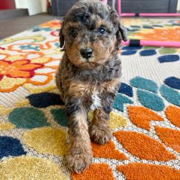 Nutmeg - Merle female Goldendoodle puppy in Brooksville, Florida from Spring Prairie Doodles