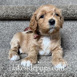 Copper Pup - Female - Apricot female Goldendoodle puppy in Dacula, Georgia from Lakeside Pups