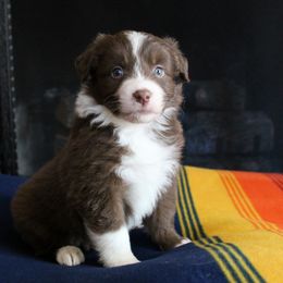 Australian Shepherd Puppies from Forte Australian Shepherds & Co.