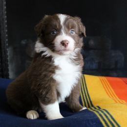 Australian Shepherd Puppies from Forte Australian Shepherds & Co.