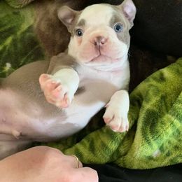 Boston Terrier Puppies from Heather's Boston Babies