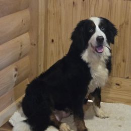 Gretta - Bernese Mountain Dog