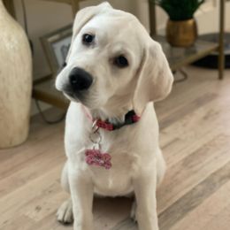 Labrador Retrievers from Texas White Labs