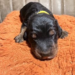 Yellow - female Golden Mountain Doodle puppy in Redding, California from O’Hara  Doodles