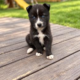 Violet - Black and white female Siberian Husky puppy in Oakwood, Ohio from Moonlight Siberian Huskies