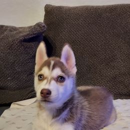Siberian Husky Puppies from Tranton Kennels