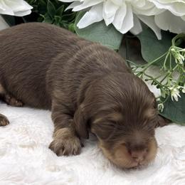 Crew - Chocolate and cream male Dachshund puppy in Exeter, California from Sawtooth Miniature Dachshunds