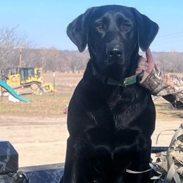 Mollie - Labrador Retriever