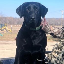 Mollie - Labrador Retriever