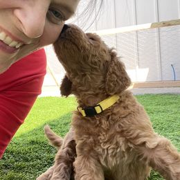 Goldendoodle Puppies from Heavenly Hilltop Farm