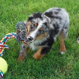 Kisser BMM - Blue merle male Miniature Australian Shepherd puppy in Lawton, Oklahoma from Lindsey’s Aussies