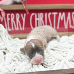 Peppermint - Red female Pembroke Welsh Corgi puppy in Rozet, Wyoming from Hayday Ranch Corgis