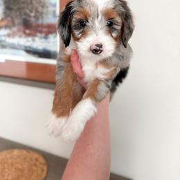 Aussiedoodle and Goldendoodle Puppies from Montana Raised Doodles