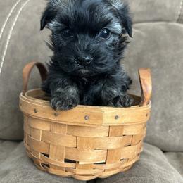 Mr. Binx - Black and tan male Havanese puppy in Blanchard, Oklahoma from Teresa’s Fur Babies