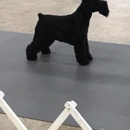 Miniature Schnauzers and Schipperkes from Dream Mtn Kennel