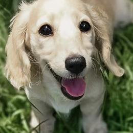 Mallow - Cream male Dachshund puppy in Inverness, Florida from Royalworth Kennel