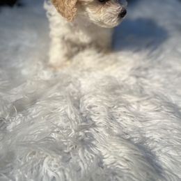 Poodle Puppies from Pawsome Poodles